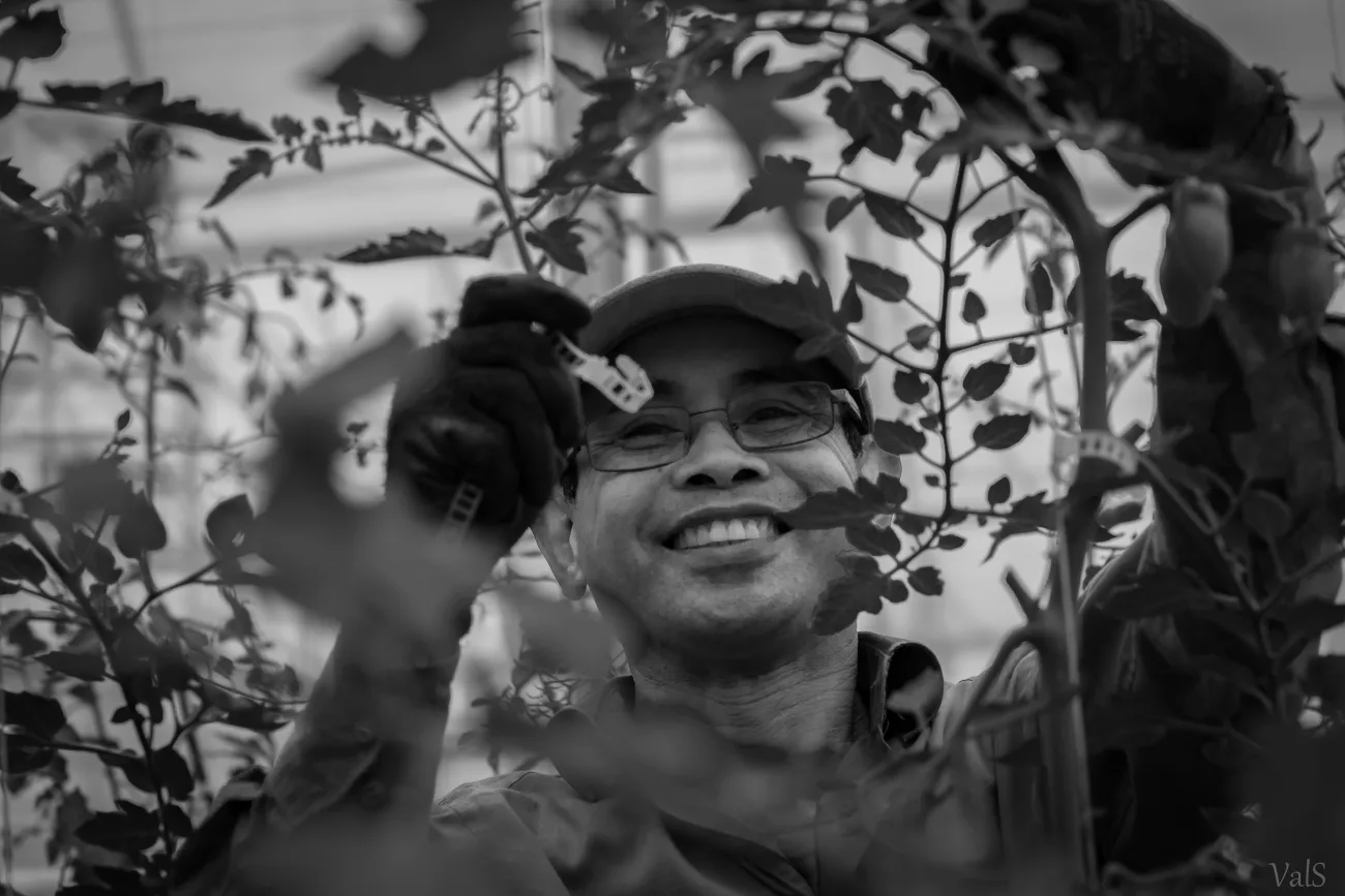 jardins de cocagne tahon image 2017 bernard dans les serres 63