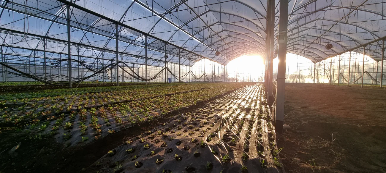 jardins de cocagne tahon image 20240110 160701 60