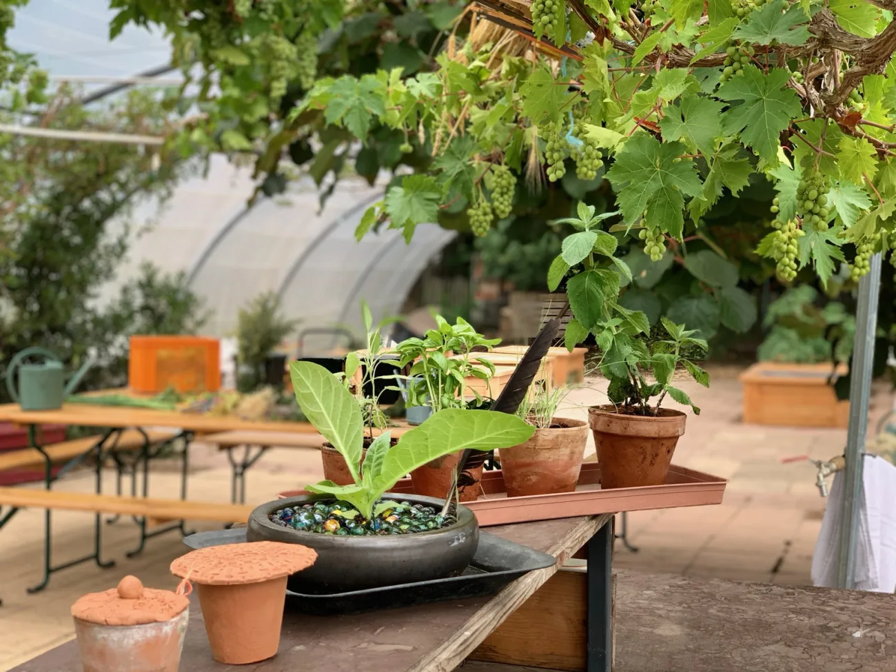 jardins de cocagne tahon image img 20230801 090818 23