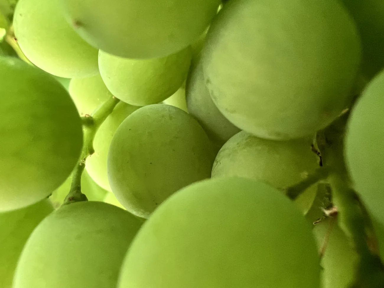 jardins de cocagne tahon image img 6828 25