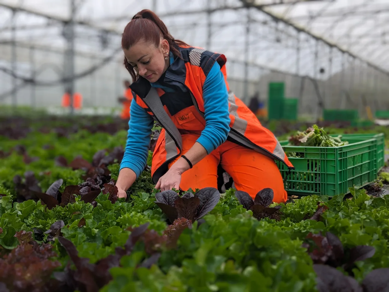 jardins de cocagne tahon image ludmila 19