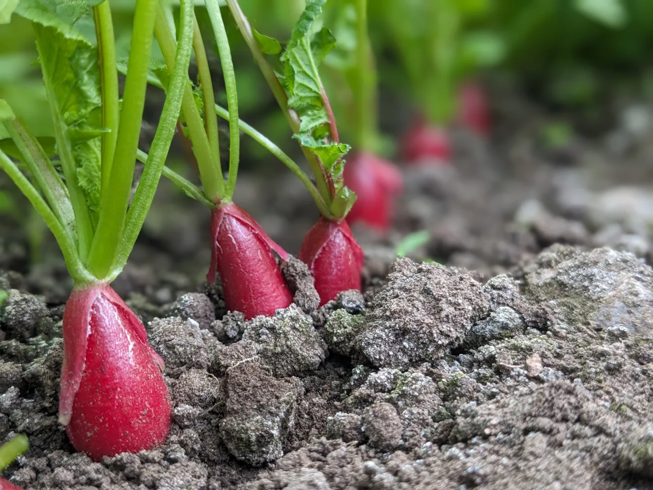 jardins de cocagne tahon image pxl 20240327 170221994 portrait 18