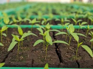 jardins de cocagne tahon image pxl 20240320 132801992 portrait 300x225 15